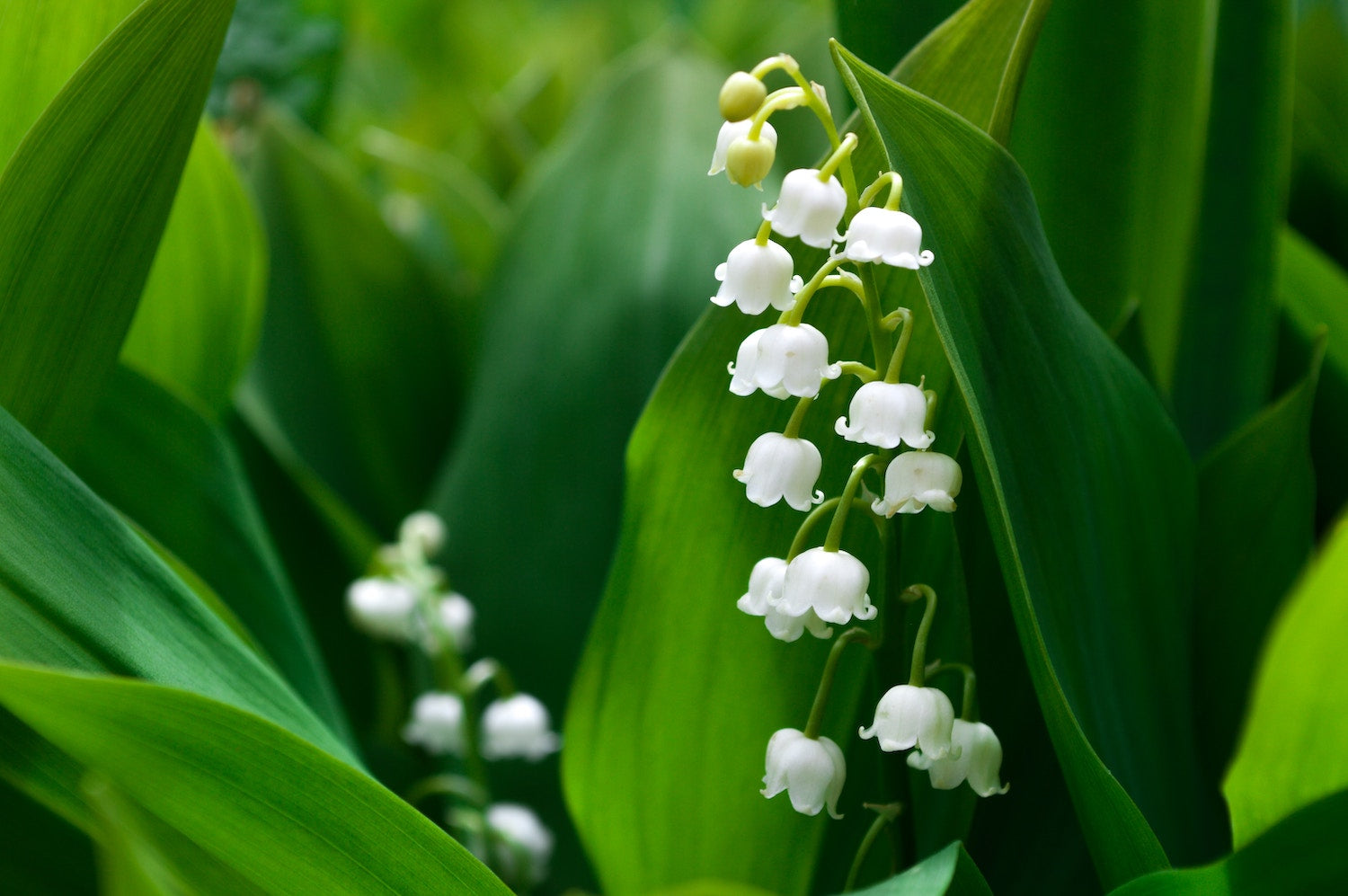 Die besten Tipps und Tricks für einen blühenden Garten im Mai