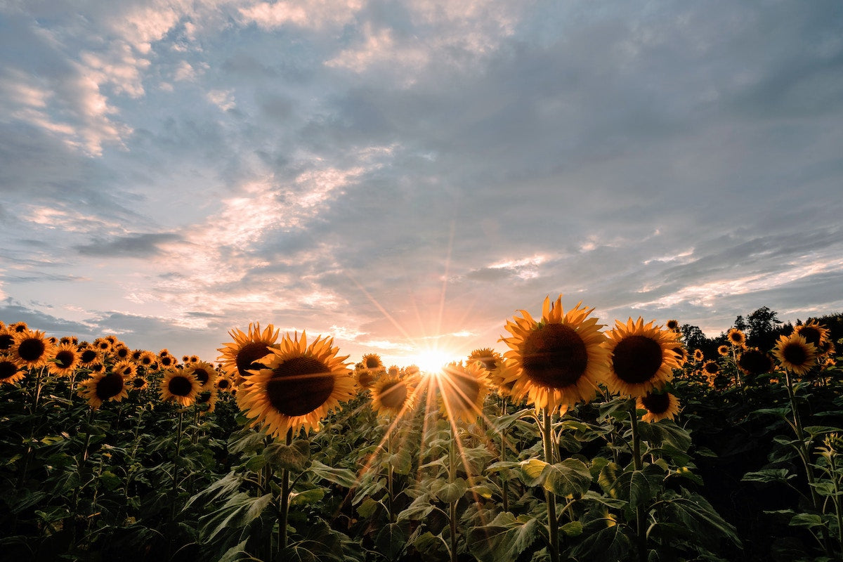 Goldener September: Entdecke, welche Pflanzen jetzt blühen!